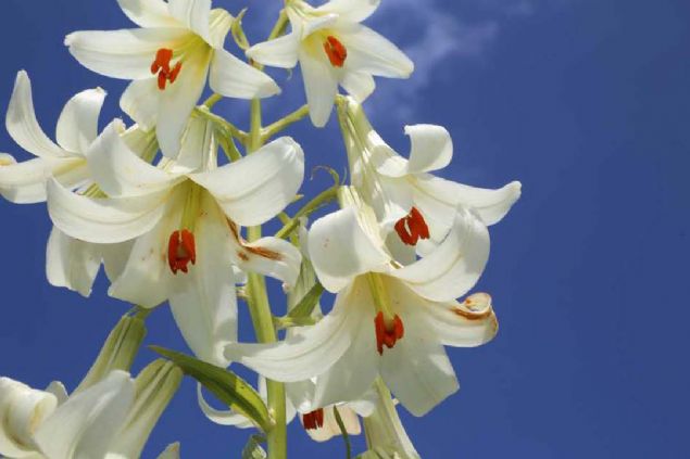 Her kk cezas 60 bin lira Ylmaz, Orman Genel Mdrlnn tara birimleri olarak tm ormanlar korumakla grevlendirildiklerini belirterek,  