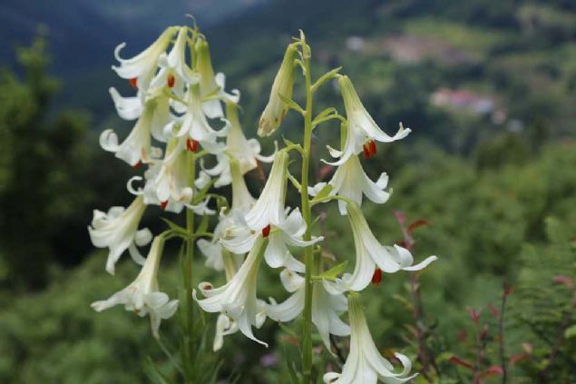 Orman letme Mdrlnce korunan trn iek amasyla birok blgeden fotoraf tutkunlar da yreye gelmeye balad.  