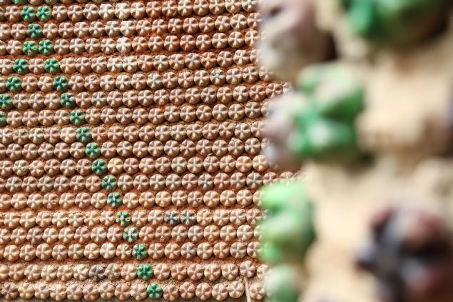 <div>  	Bölge halknn pet ieden ina ettii evi ilk bata kabullenemediini dile getiren Sani, öyle devam etti:</div>  <div>  	 </div>  <div>  	"lk baladmzda insanlar inanmadlar ve bunun salam bir ev olduunu kabul etmiyorlard çünkü bugüne kadar tula evlere almlar ama artk yava yava insanlar kabul etmeye baladlar ve iyi bir ey olduunu inanmaya baladlar. Devlet kurumlarmza da bu evlerin sunumunu yaptk ve kabul ettiler."</div>  <div>  	 </div>  <div>  	Sani, pet ie evlerin Nijerya'da yeni yeni kullanlmaya balandn ifade ederek, "Ülkemizde pet ielerin çevreye verdii zarara son vermek için okullarda bu evin nasl yapldnn öretilmesini isterim ve bu benim hayalim. Böylece ülkede pet ieleri salkl bir ekilde ortadan kaldrrz." diye konutu.</div>  