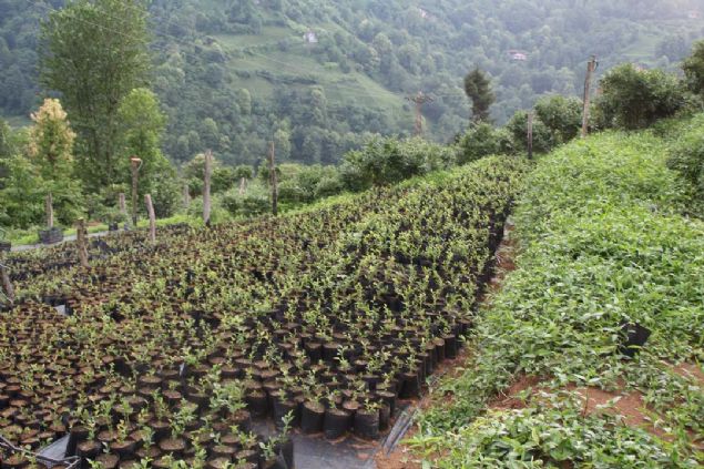 Yabani likapann kk meyvelerini bilenler ve bana kar kanlar, benim bahemdeki likapann meyvelerini grnce bana inanmaya baladlar' dedi.  