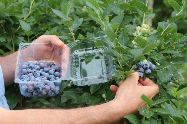 hsan Pehlivanlar, daha nce ay retilen bahesine likapa dikti. Yakndan ilgilendii fidanlar bytp ksa srede elde ettii verimin farkna varan Pehlivanlar, bahesinin 650 metrekarelik blmndeki aylar skerek likapa yetitiriciliine balad.   