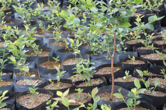 O zamanlarda fidan bulmak hem zordu, hem de ok pahalyd. Ben de kendi fidanlarm rettim. rettiim fidanlardan 650 metrekarelik bu baheyi oluturdum...  