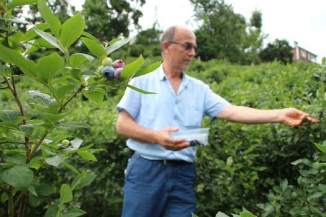 Ylda 2 ton hasada ulap, kilosunu 28 liradan sata sunan Pehlivanlar, likapa yetitiriciliinden aya gre daha byk kar elde ediyor.  