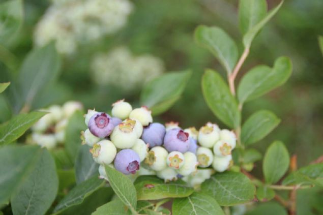 Rize'nin Pazar ilesinde emekliliinin ardndan tarmla yakndan ilgilenen hsan Pehlivanlar (59), bahesindeki aylarn bir blmn skp, yerine yrede 'likapa' olarak bilinen yaban mersini dikti.   