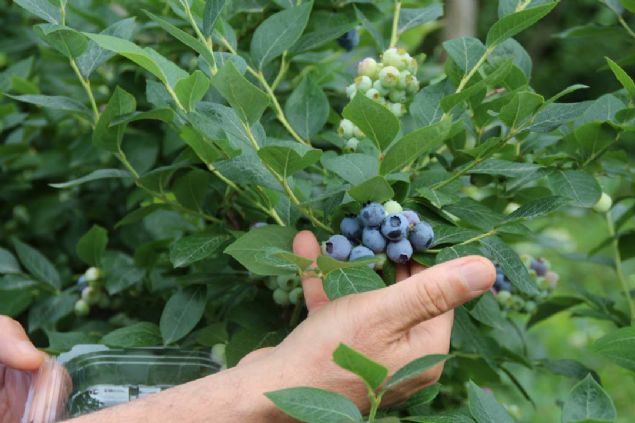Pehlivanlar, 'Tm zamanm likapa iin harcyorum. ay bizim olmazsa olmaz rnmz, ama muhakkak farkl rnler de denemeliyiz. Ben yllardr bunun iin urayorum. Her yl bahemde gsterdiim ilerleme beni ok mutlu ediyor... 