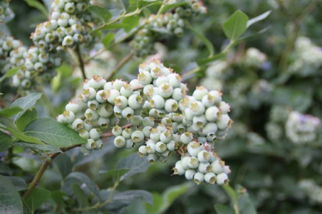 evresindekilerin 'ay baheni skme, burada baka bir ey olmaz, zarar edersin' eklinde uyarlarna aldr etmeyen Pehlivanlar, ylda 2 ton likapa hasadna ulat.  