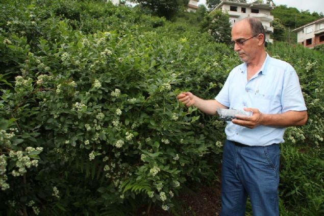Geen yl bceklenmeye bal problemler yaadm 1 ton rn aldm, kilosunu 22 liradan satarak yine de iyi bir kazan elde ettim. Bu ylda kilosunu 28 liradan satmaya baladk... 