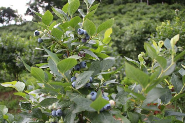 650 metrekare bir alanda likapa retimi yapyorum. Mevsimsel problemler, bceklenme gibi sorunlarla karlamazsak ortalama 2 ton rn elde ediyorum... 