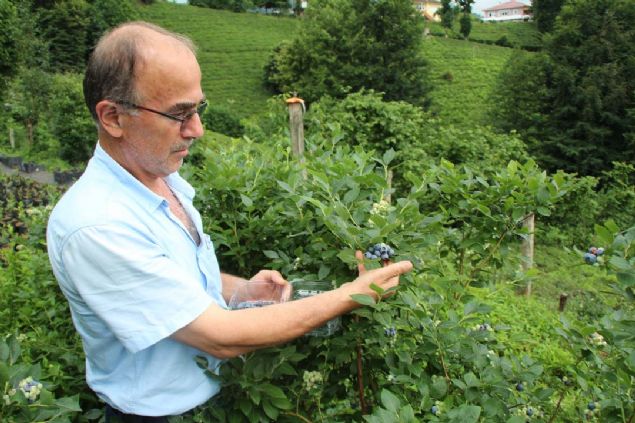 stanbul'da memur olarak altktan sonra emekli olan hsan Pehlivanlar, geldii memleketinde hayalini kurduu 'likapa' olarak bilinen yaban mersini yetitiriciliine balad.  
