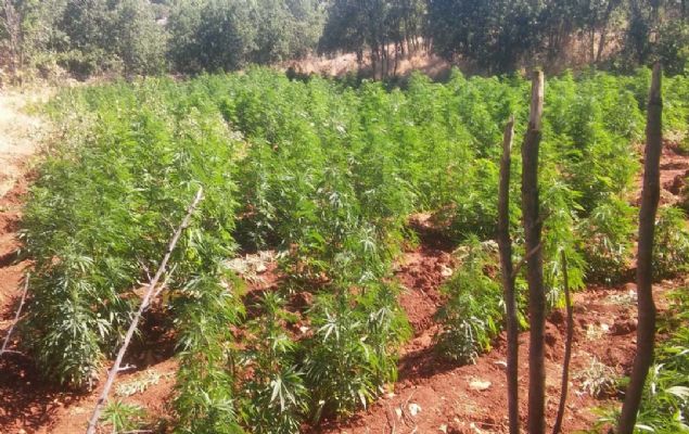 'Lice ilesinde ele geirilen Hint keneviri, 26 Haziran 2019'da ele geirilen rekor saydaki kenevir miktarn da geerek son yllarda lke genelinde tek operasyonda bulunan en byk miktar olmu,   