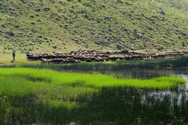 Mu'un Varto lesi'nde srsn otlatmaya karan bir oban.  