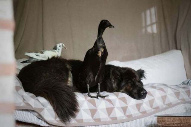  Onlar�n do�alar�nda ne kadar uyumlu ya�ayabildiklerini bir�o�umuz biliyoruz. 