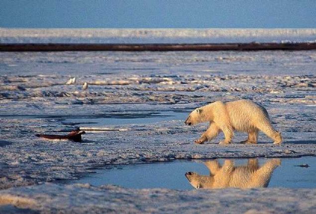 2033  <br><br>  Kutuptaki buzullar eridike yerkrenin su seviyesi artacak.          