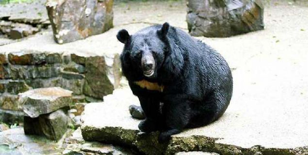 2164  <br><br>  Hayvanlar yar insan haline dnecek.        