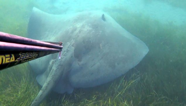Bir an korkum daha da artt. Ama yine de bu dinozorlar andan kalm canly grntlemek iin son ana kadar devam ettim ekimlerime ve onunla birlikte derinliklere kadar yzdm. Sonra o karanlklarda kayboldu gitti.  