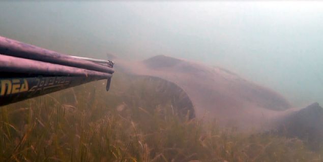 Boyutlar da benim kameramn kadrajna smad. Onu yaklak 3 metre uzaklktan ektim. Tahminim, normal bir otomobil byklndeydi. Kuyruu da kolumdan daha kalnd. ok yaklamadan, uzaktan ekim yaptm.' 