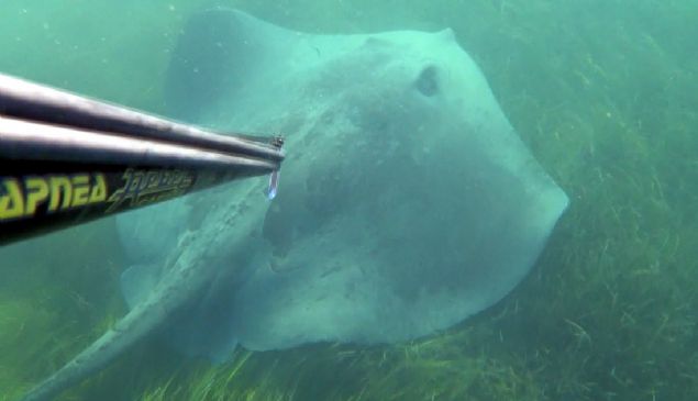 Onun iin avlamadm ve suyun altnda sadece szln izledim. Bu benim iin ok heyecan vericiydi. Ne kadar korksam da bu heyecan yaamak ok gzeldi. Onu izledim, ekimlerimi yaptm ve sosyal medyada takipilerim ile bunu paylatm. Herkes hayranln ifade etti. 