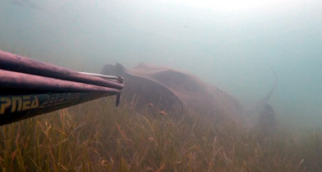 Denizin altnda bu kadar yl, hibir tuzaa yakalanmadan, bu bykle ulamas gerekten ok artc. nk denizlerimizde onlarca tuzak var. Bu tr vatozlar da olta ve a gibi tuzaklara yakalanp yok oluyor. Bu baln bu kadar gizemli bir ekilde karanlk sularda bu boyutlara ulamas beni de, takipilerimi de artt' dedi. 