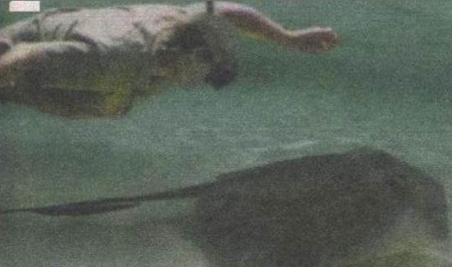 ok byk bir vatoz balyd, yaklak 100 kilogram civar. Yllardan beri dal yaptm halde ben bu byklkte bir vatoz baln boazlarda ilk kez gryorum. Bu vatozu grntlerken aklma Steve Irwin geldi. 44 yanda nl bir belgeselciydi, `timsah avcs diye lakab vard. Vatozun ani bir hamlesiyle hayatn kaybetmiti. 