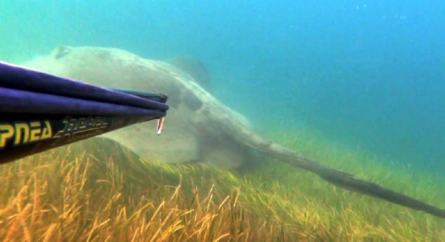 'anakkale Boaznda daha nce ben iina cinsi bir vatozu grntlemeyi baarmtm. Hatta bilim adamlar tarafndan kaytlara geildi. Manta vatozlar da var, onlar daha ok byyor. Ama bu daha ok zehirli ve tehlikeli olan vatoz cinsiydi.  