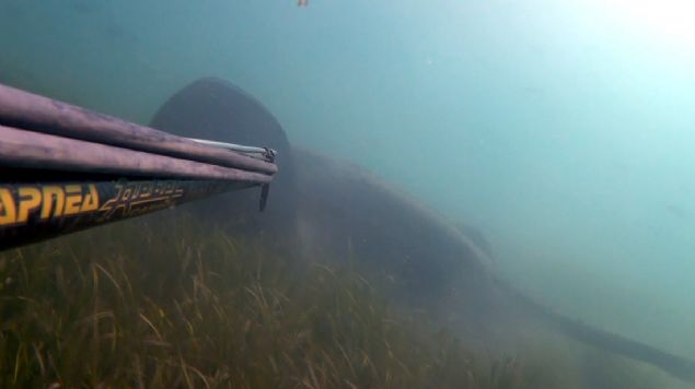 Turan daha sonra dev vatozu sualt kameras ile grntlemeyi baard 