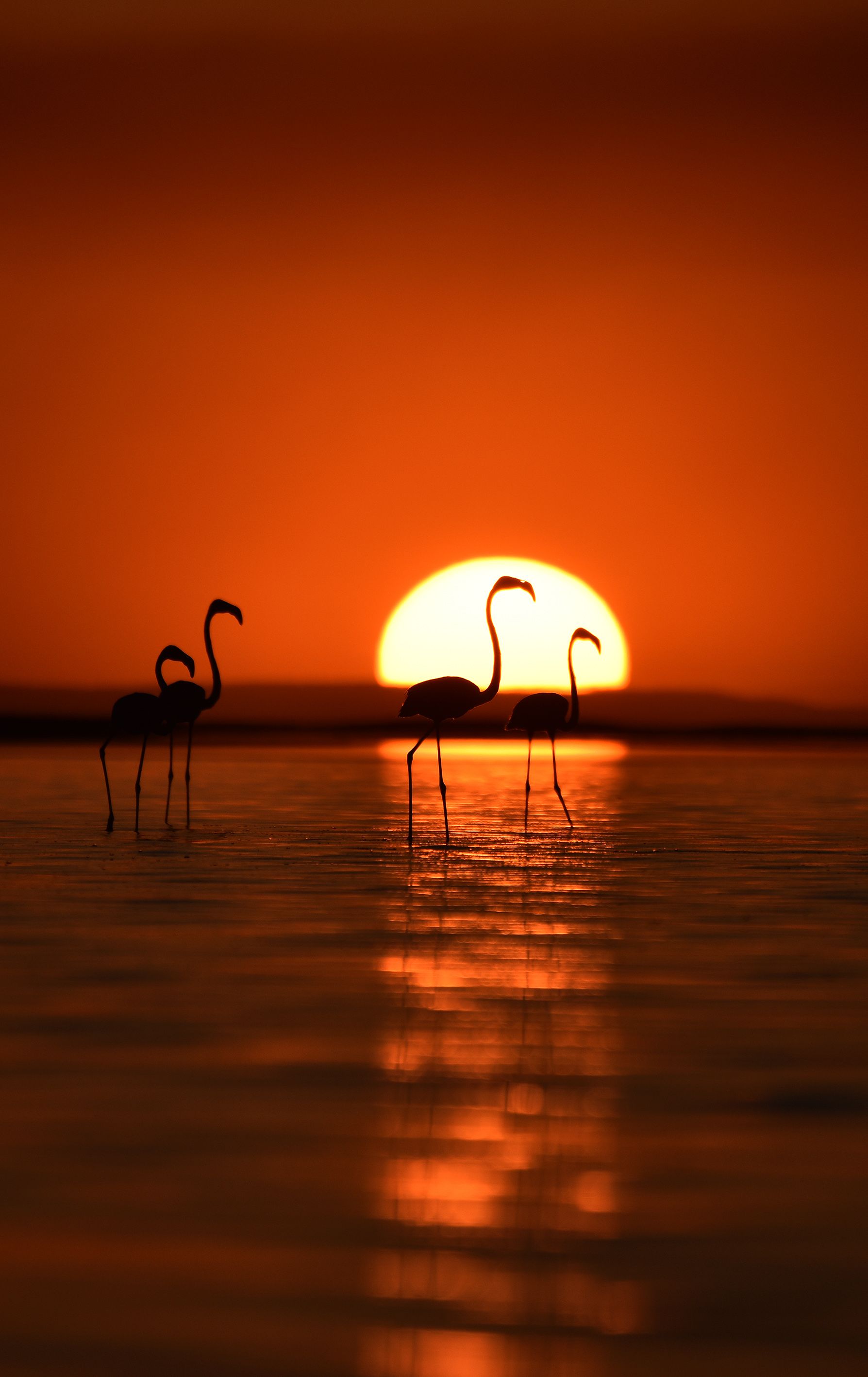  'BU YIL YAILAR AISINDAN Y GET'  <br><br>  Balkz, gldeki su durumuna gre kulukaya yatan flamingo saysnn yllara gre deiim gsterdiini vurgulayarak, 'Tuz Gl'nde flamingolarn reme baars byk oranda gln su seviyesine bal. Flamingolar yalarn ok olmas ve gln su seviyesinin ykselmesi halinde koloni kuruyorlar ve kulukaya yatyorlar.   