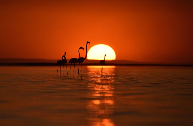 Tuz Gl'nn, flamingolarn Trkiye'de dzenli olarak kullandklar iki nemli koloniden biri olduunu ifade eden Balkz, unlar kaydetti:  
