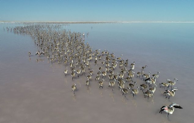  'Alan ayn zamanda tm Akdeniz ve Kuzey Afrika leinde de flamingolarn varl iin byk nem tayan bir sulak alanmz. Baz yllar 20 binin zerinde yavru Tuz Gl'nde kolonide yumurtadan kyor. Bu alann bu kadar nemli olmasnn nedeni insan faaliyetlerinden uzak ve korunakl bir yer olmas. evresinde de flamingolarn beslenebilecei ok sayda gl bulunuyor. Tuz Gl'nn gneyi ve Eskil'in kuzeyinde kalan bu blge, el dememi doasyla flamingolar iin gvenli bir kuluka alan sunuyor.'  