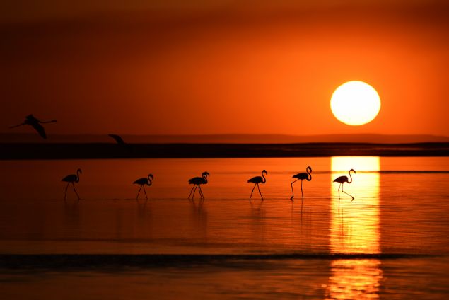 Tuz Gl'nn gneyinde kulukadan kan binlerce flamingo yavrusu, el dememi doasyla dikkati eken blgeyi adeta 'flamingo cenneti'ne dntrd.  