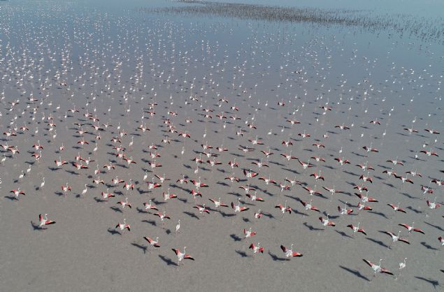 Tuz Gl'nn baraj ve yeralt sularnn tehdidi altnda olduunu anlatan Balkz, Tuz Gl'n besleyen kaynaklarn korunmasnn hem Tuz Gl'nn hem de flamingolarn gelecei iin byk nem tadn bildirdi.  