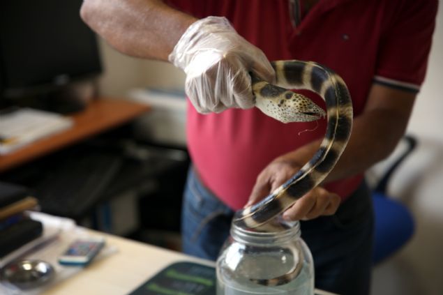 'BLMSEL DNYAYA ANTALYA'DA DA YAKALANDIINI BLDRDK'    Baln Trkiye kylarnda daha nce sadece skenderun Krfezi'nde yakalandn anlatan Gkolu, 'Bilimsel dnyaya Antalya'da da yakalandn bildirdik. stndeki siyah benekler eeri andrd iin eerli ylan bal diye geiyor. Zeminde yaayan bir balk. Kendini amura gmp burnunu darda brakarak yaayan bir tr. Bize gelen ylan bal 86 santimetre ve 570 gram arlndayd. ki tane burun uzants, kafa yaps ve benekleri nedeniyle korkutuyor. Balklar korkmasnlar. Yakaladktan sonra fotorafn ekip denize geri salsnlar. Zararsz bir ylan bal tr.' diye konutu.  
