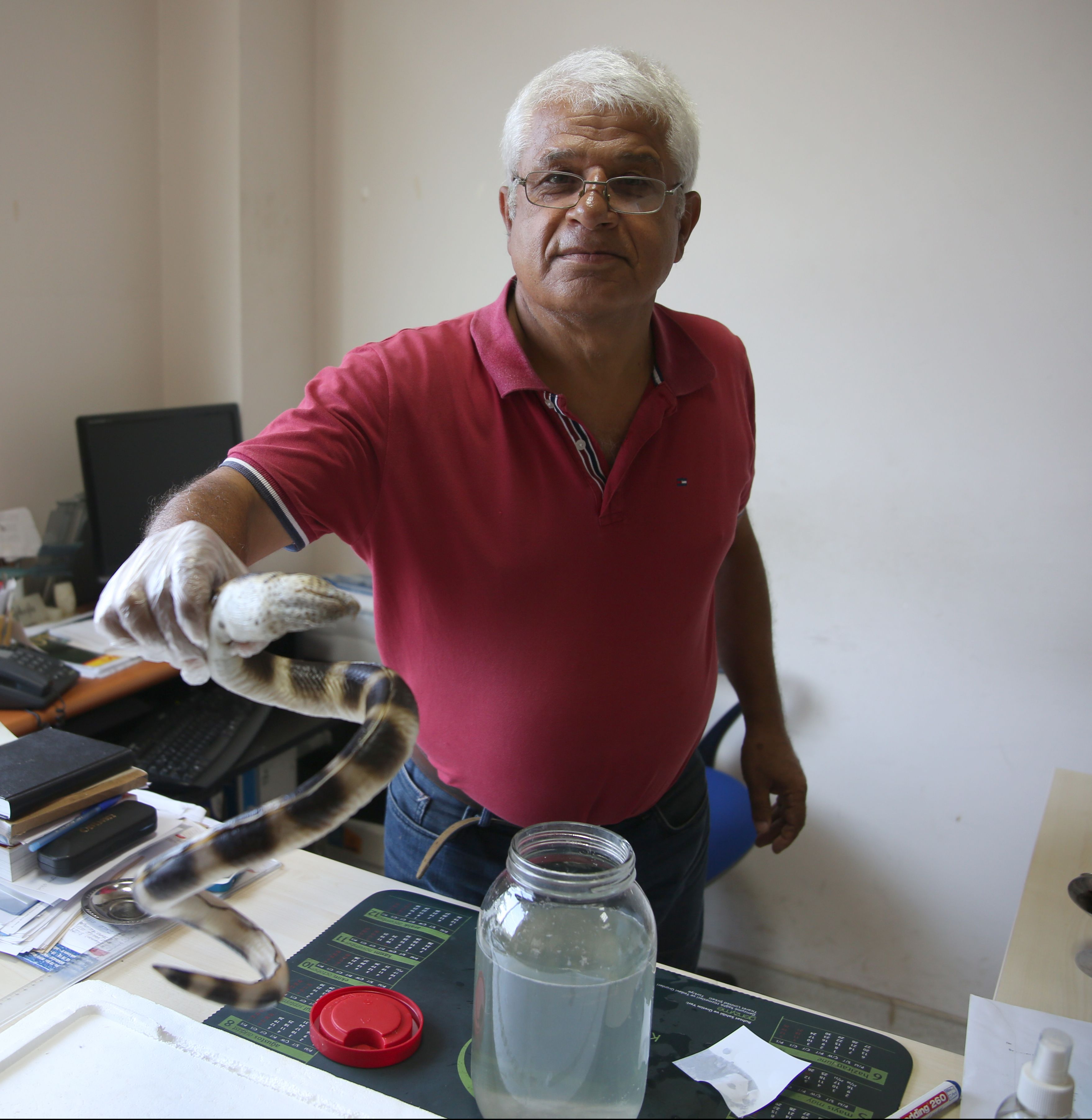 Prof. Dr. Gkolu, balklarn, grnts ve renkleri nedeniyle farkl bir tr olduunu dnerek kendilerine ulatrd baln, Antalya'da ilk kez grlen 'pisodonophis semicinctus' tr olduunu belirlediklerini vurgulad.  