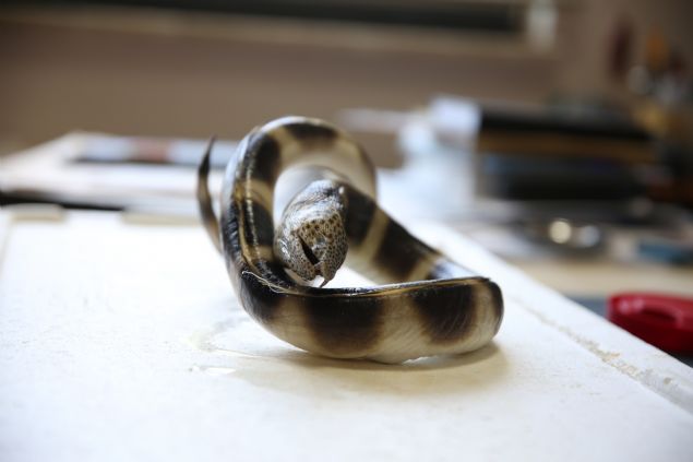 Bu balklarn Antalya'da bulunmasnn deniz ekosisteminin eitlilii asndan ok gzel olduunu dile getiren Gkolu, 'Antalya'da tahmini 550-600 balk tr bulunuyor. Bir balk trmz daha oldu. Biliyorsunuz Kzldeniz orjinli 64 bal daha Antalya'da grntlemitik. Bu eitlilik her geen yl iklim deiiklikleri, kresel snma nedeniyle artabilir.' dedi.  