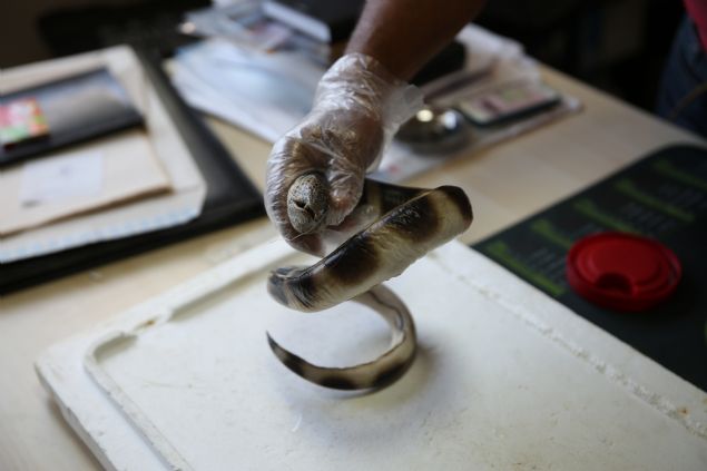 Gkolu, bal zel bir kavanozda sakladklarn ve Kepez Belediyesinin ehir mzesinde Antalyallara bal tantacaklarn syledi.  