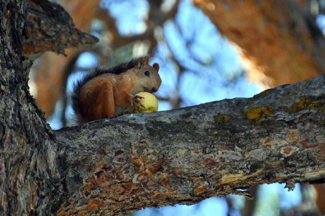 Sincaplar zaman zaman kays ile besleyen Nurettin stik, AA muhabirine yapt aklamada, Sarkam'n yaz mevsiminde yaban hayvanlarla daha da canlanarak gzelletiini syledi. 