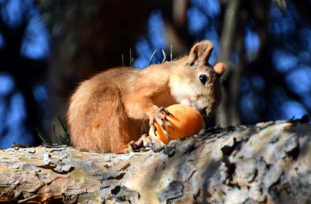 lenin ormanlk alana yakn olduu iin sk sk yaban hayvanlarla karlaldn belirten stik, 'Arkadalarla bu baheye gezmeye geliyoruz. Burada karpuz, kays, kiraz falan yiyoruz. Bir baktk yanmza sincaplar gelmeye balad. Kays verdik yedikten sonra almaya baladlar. 