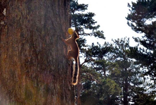 Ondan sonra iki  gnde bir kays getiriyoruz. Artk bizden ekinmiyorlar yanmza kadar gelip kaysy aldktan sonra aalarn zerine, kovuklara kp yemeye baladlar.' ifadelerini kulland. Kayslar yerden alp kaan sincaplar, aa dallarnda karnlarn doyurmann keyfini yaad. 