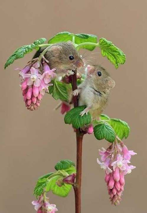 Kk boyutlarn ve hzl hareket etme yetilerini avantaja eviren bu minik fareler, bu sayede hayatta kalma anslarn arttryor.  