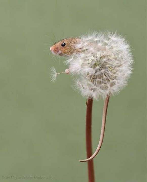 'nanlmaz derecede hareketliler, bu benim iin tam bir meydan okumayd!' diyen Mason ayn zamanda ngiltere'de cce fare fotorafl atlyeleri dzenliyor.  