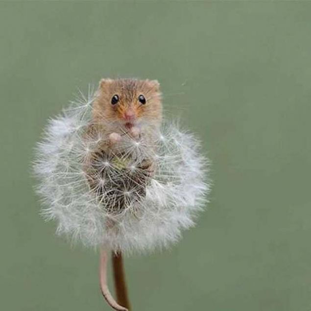 3 yl gemeyen mr ve 6 gram gemeyen arlyla cce fareler Avrupa'da yaayan en kk kemirgen olma zellii tayor.  