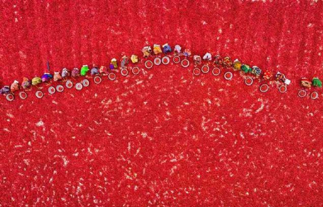 Banglade'te krmz biber hasat yapan iiler 