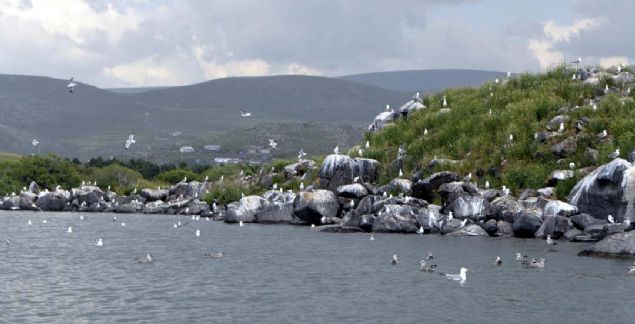 Ardahan-Kars snrnda yer alan ldr Gl'nde reme dnemini tamamlayan gmen kular, umay renen yavrularyla kanat rparak sonbaharda yapacaklar g hazrlklarna balad. 