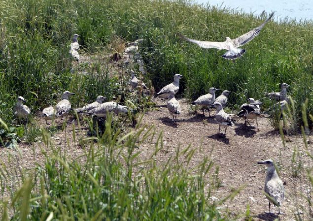 Kanat rpmay renen yavrular gkyznde zgrce uarken, henz kk olan yavru kular ise allk ve otlarn arasnda gizleniyor. 