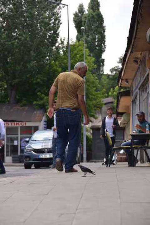 Gn boyu kendisini kurtaran zpolat'n yanndan ayrlmayan yavru karga, bazen zpolat'n peinden yryerek kahveye gidiyor.  