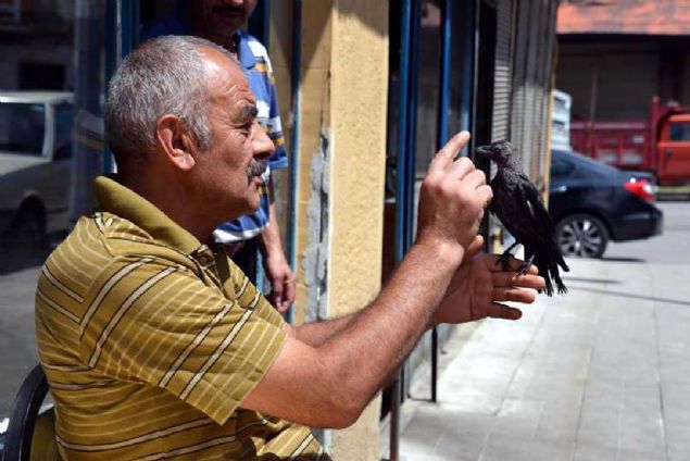 Kediyi kovalayan zpolat, kargay da alarak i yerine getirdi. Yaral kargann tedavisini yaptran zpolat, ona bir de yuva yapt.  