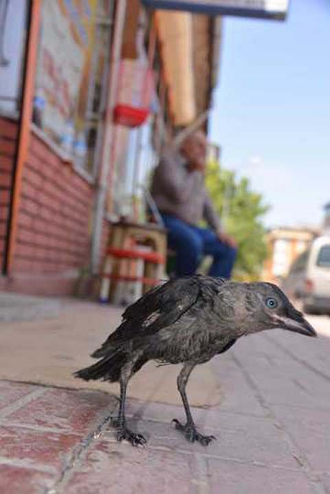 3 OLUM VAR, KARGA DA KIZIM OLDU  <br><br>  Kargann adn 'Gak' koyduunu syleyen Yksel zpolat, 'Kediyi kovaladktan sonra yavru kargay yakaladm...  