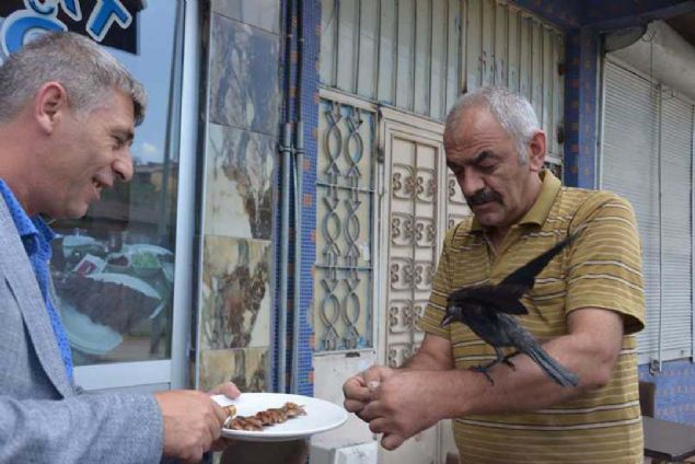 Blge esnafnn da sahip kt karga, ca kebap Ali Karata'n getirdii etlerle gnlk yiyecek ihtiyacn karlyor. Esnafn sevdii karga, onlarn ilgisine de karlk veriyor.  