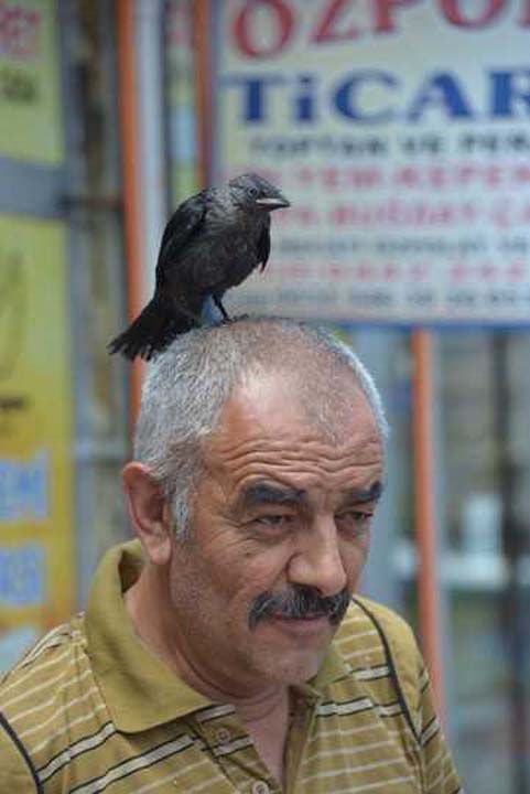 Ksa srede zpolat ile karga arasnda oluan ba, semt esnafnn da dikkatini ekti.  