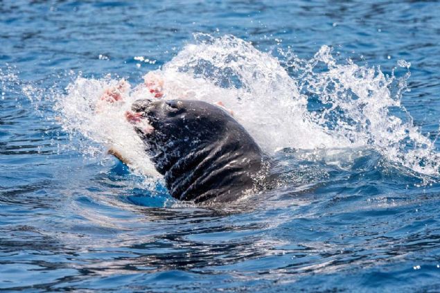 Normalde Akdeniz foklar�, denizde ahtapot yakalar ve yer...  <br><br>  Vatoz bal��� yakalamas�, par�alayarak yemesi �ok ilgin�. Pek bilinmeyen bir olay...  