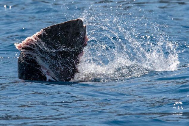 Bu, b�y�k ihtimalle 31 May�s g�n� ��a��z Mahallesi'nde g�r�len Akdeniz foku' dedi. 